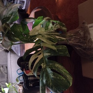 robert added a photo of their purchase