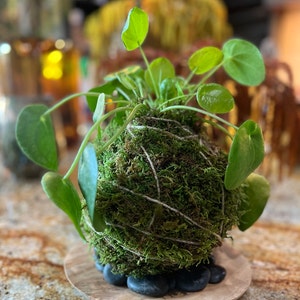 Daisy added a photo of their purchase