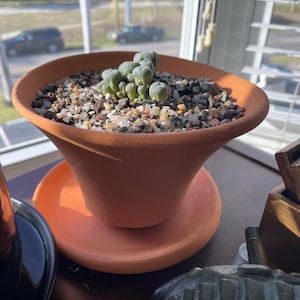 Rachel added a photo of their purchase