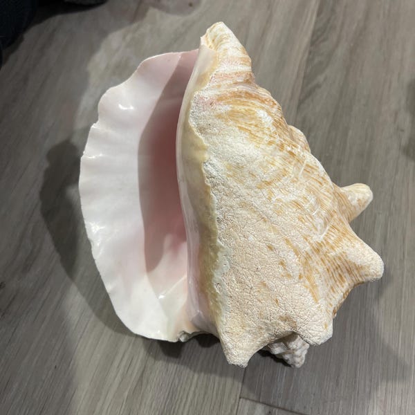 Pink Conch Shell Turtle BAHAMA PINK CONCH Shell *all Sizes* Natural Upcycled Sustainable ...