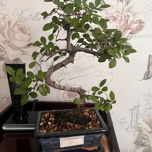 Richard added a photo of their purchase