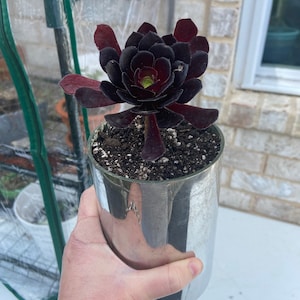 Sarah added a photo of their purchase