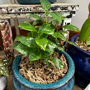 Black Asper Bamboo in 6 Pot, Bambu Hitam - Etsy