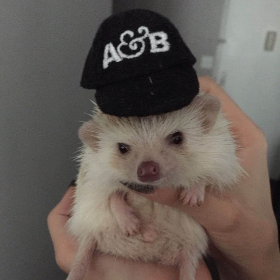 Customer photo of a pet with the First Birthday hat and matching tie or bow