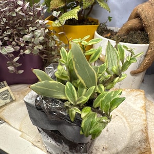 Amber added a photo of their purchase