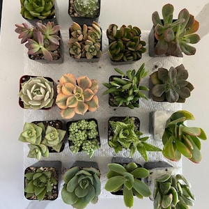 Ellen added a photo of their purchase