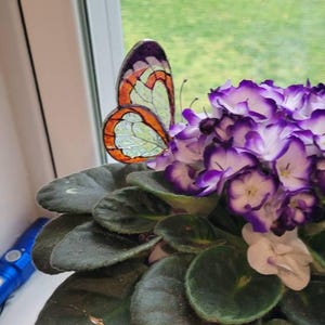 Robina added a photo of their purchase