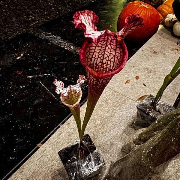 HUGE Sarracenia Carnivorous Pitcher Plant - Specimen Sized Beginner ...