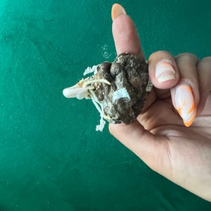 Alicia hat ein Foto des gekauften Artikels hinzugefügt