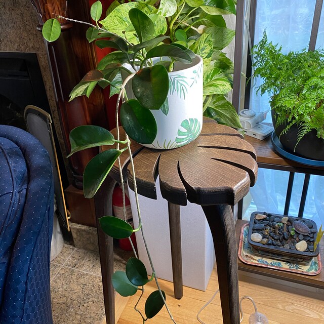 philodendron tropical plants Philodendron Collection – 4 Exclusive Varieties in 2-Inch Pots main image 1