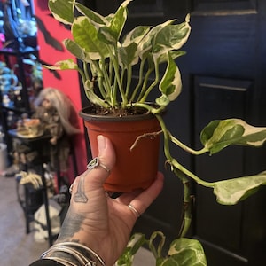 Tara ha añadido una foto de su compra