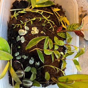 Jennifer added a photo of their purchase