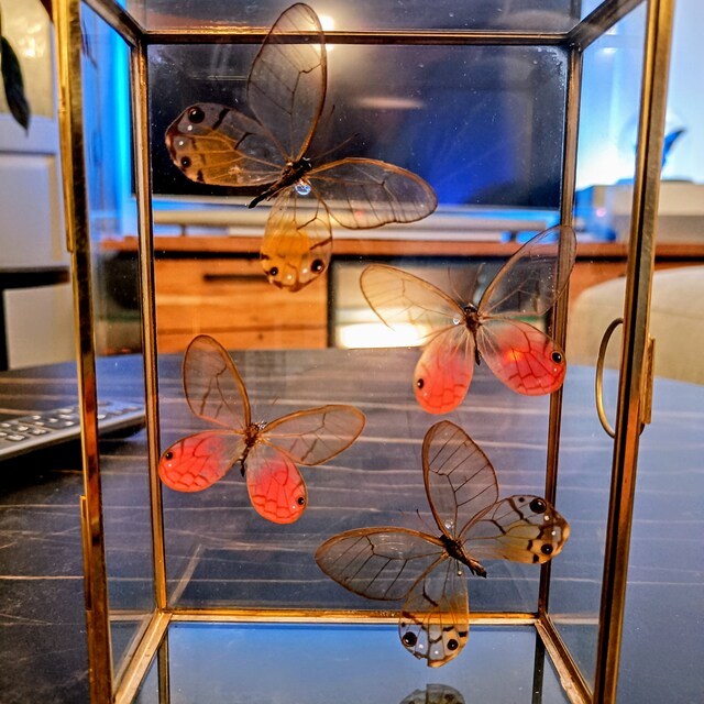 グラスウィング バタフライ Cithaerias aurorina ペルー - PE、昆虫