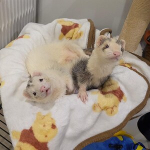Ferrets added a photo of their purchase