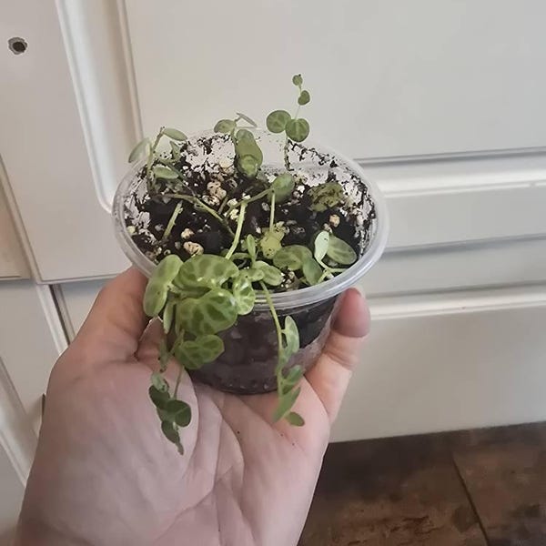Vining Turtle String of Turtles Vining Starter Plant **(ALL Starter Plants Require ...