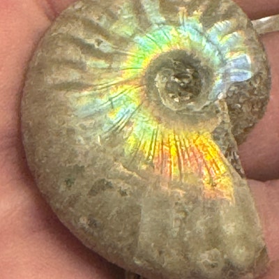 Fossil Great White Shark Tooth Pliocene Epoch 5 to 2.5 MYA United