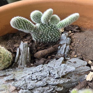 buy fake plants Potted Succulent Planter Pots Artificial Plants Cactus