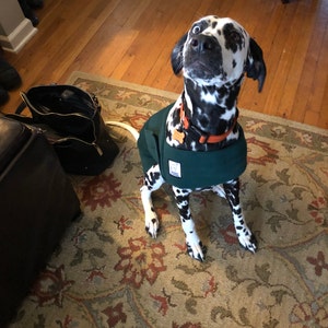 dalmatian sweater for dog