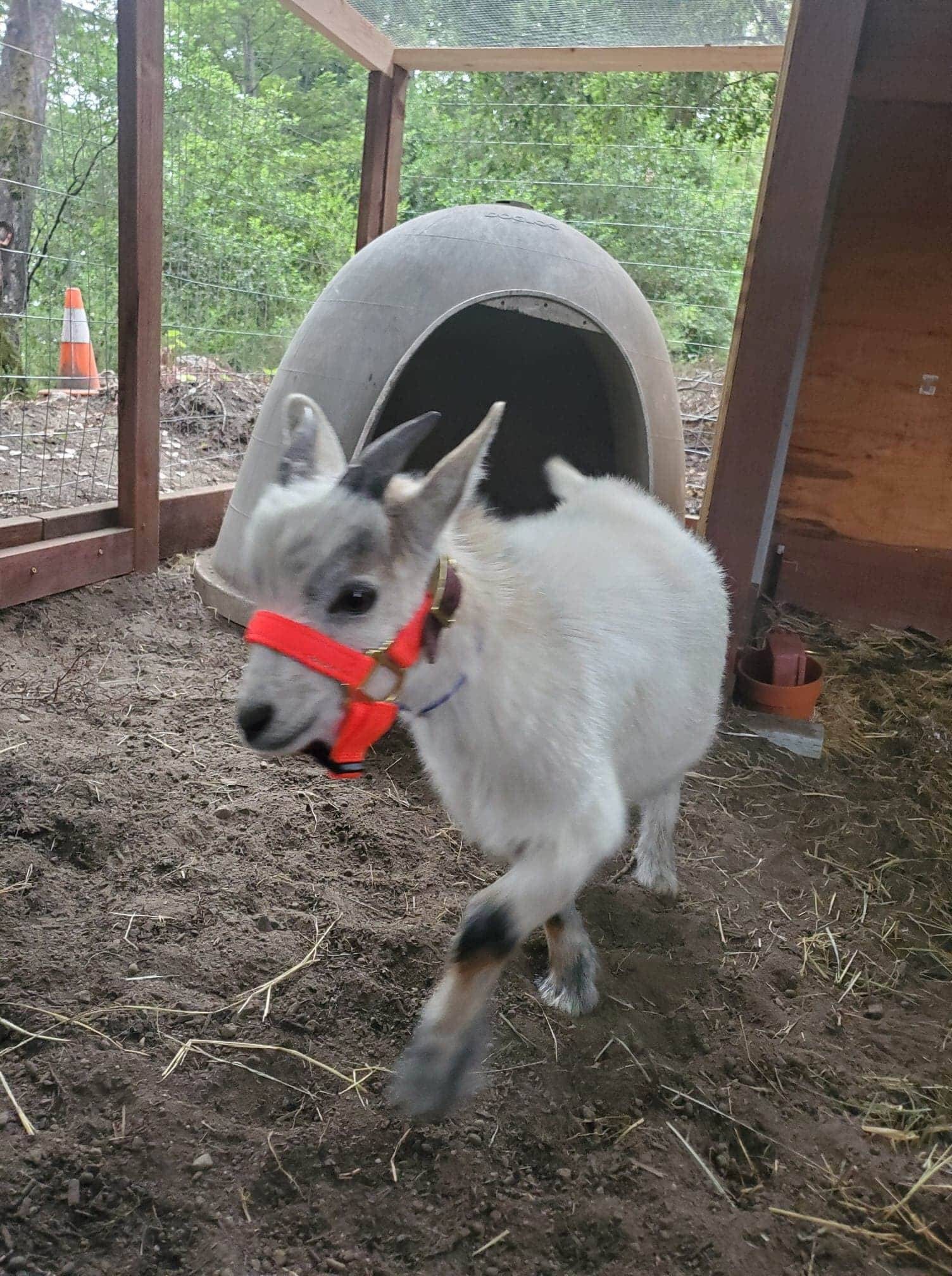 Goat Halter Dwarf Adjustable