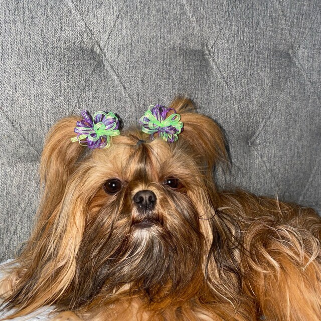 bow tie for shih tzu