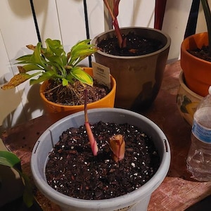 Black added a photo of their purchase