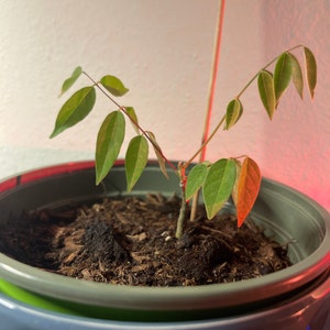 Sophia ha añadido una foto de su compra