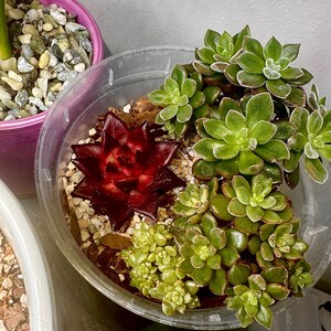 Jazzmine added a photo of their purchase