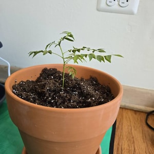 Vasanta added a photo of their purchase