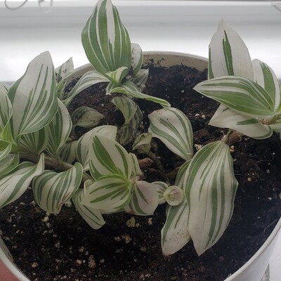 Tradescantia Blossfeldiana Aurea limelight - Etsy
