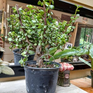 Adriana さんが購入した商品の写真を追加しました