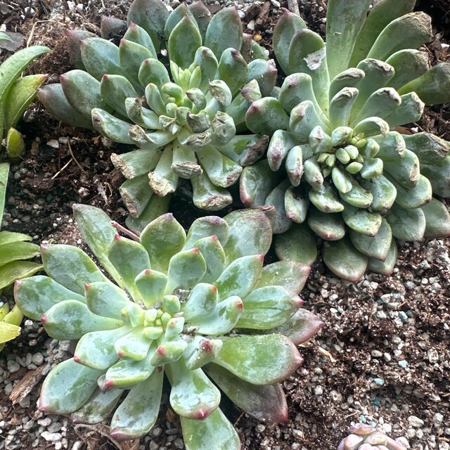 T. Succulent Form × Nizanda ＋ T. Icy Elf T. Succulent Form × Nizanda ＋ T. Icy Elf（Sedeveria 'Blue