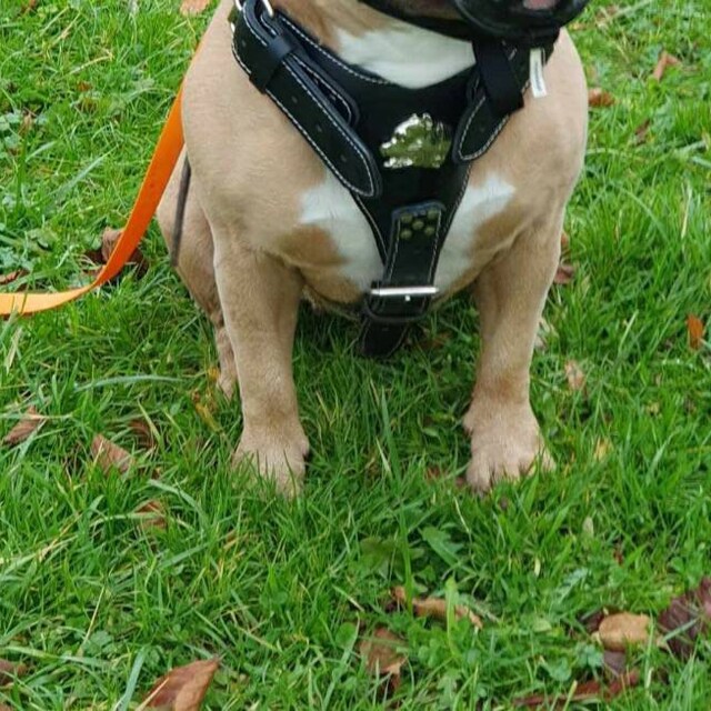 Pettorina Per Cani In Vera Pelle Rosa - Con Motivo Testa Di Bulldog, Accessori Argento, Taglia L
