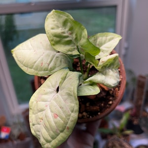 Spencer hat ein Foto des gekauften Artikels hinzugefügt