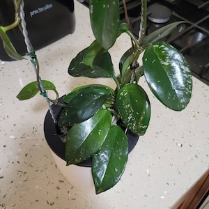 Claritza added a photo of their purchase