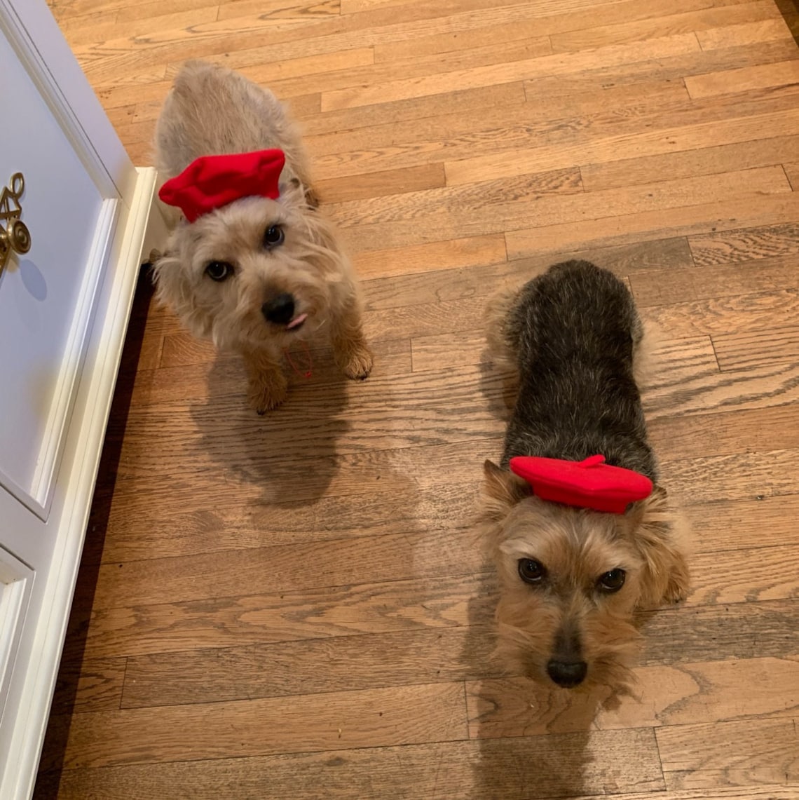 Customer photo of a pet with the Beret Personalized for small pet Raspberry