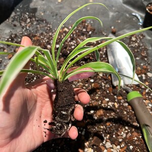 Elizabeth added a photo of their purchase