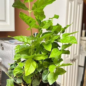 Ginger added a photo of their purchase