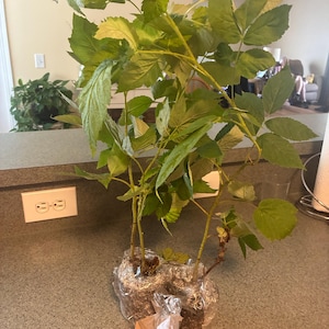 Charlotte added a photo of their purchase