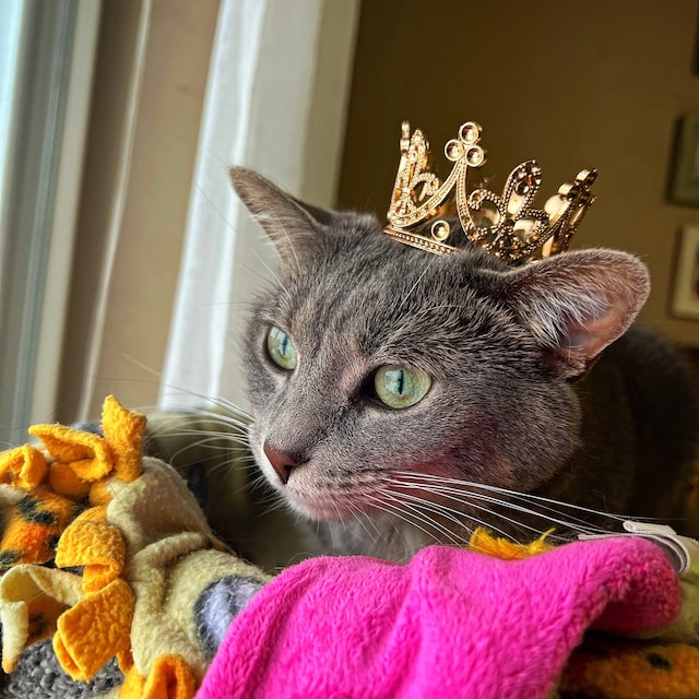 Corona de gato de metal Rey o reina gato Corona para gato Corona para perro Corona  para mascota Corona para lo que sea -  España