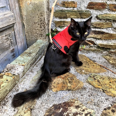 Mynwood Cat Jacket Geschirr - Handgefertigtes Sicherheitsgeschirr Für Katzen