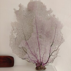 einsteinish added a photo of their purchase