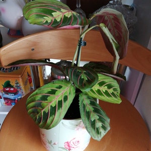 Maranta Leuconeura Fascinator Etsy Denmark