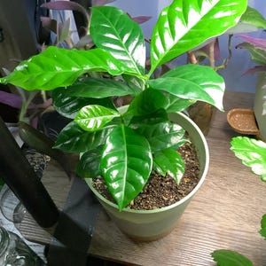 Tancie added a photo of their purchase