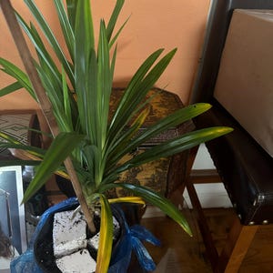 Brendaly added a photo of their purchase