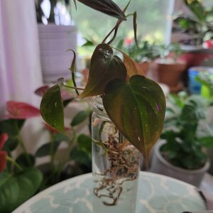 Beth hat ein Foto des gekauften Artikels hinzugefügt