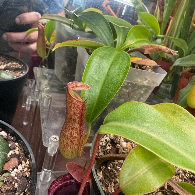 Viking X Ampullaria Black Miracle 2” Pot (ALL STARTER PLANTS