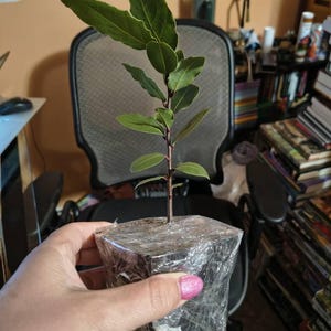 Amanda added a photo of their purchase