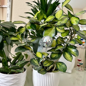 Lisa added a photo of their purchase