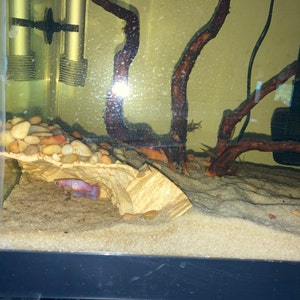 Corner Rocky Grotto | Create an adventure zone for your fish, shrimp, pleco, reptile and continue to observe them as they play and forage.