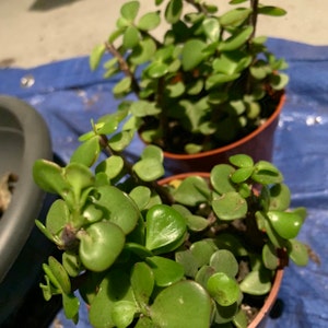 Deidre added a photo of their purchase